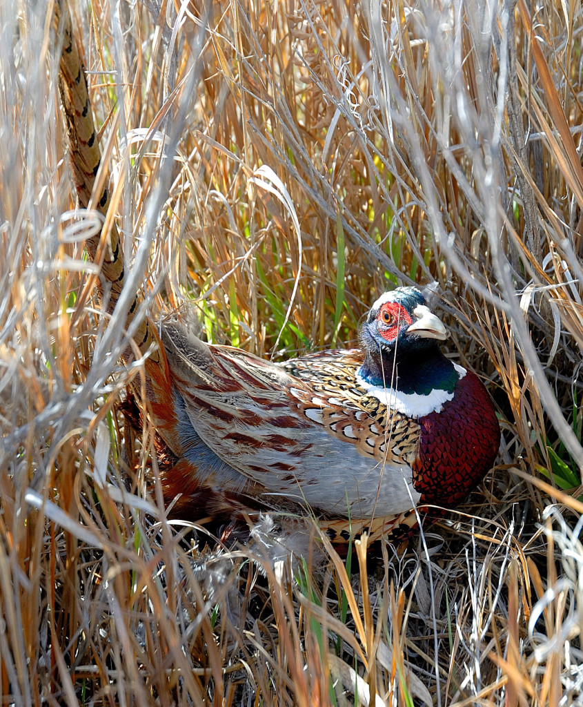 Nervous rooster pheasant prepares to flush by Brent Stettler, Utah Division of Wildlife Resources on 11-8-08, Emery County
