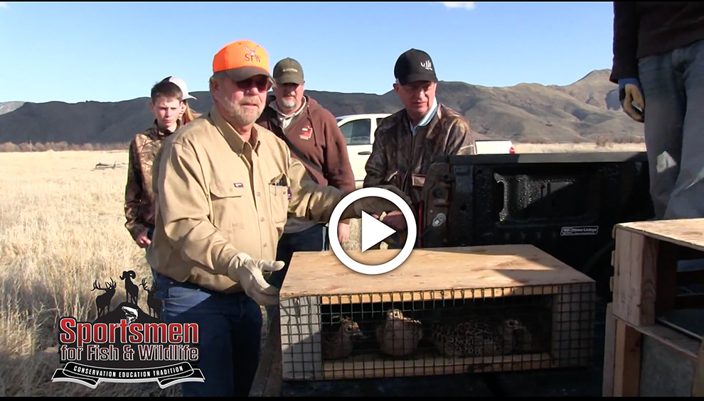 SFW Pheasant Video