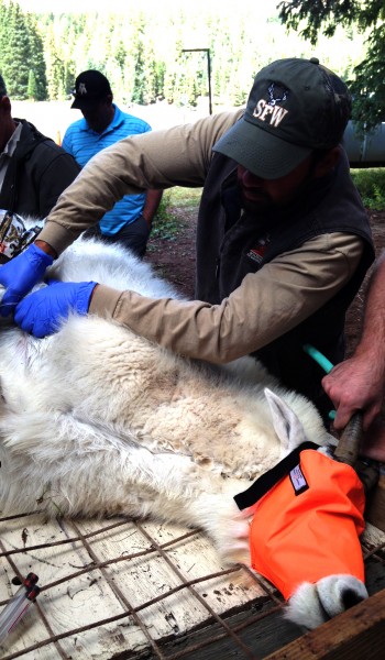 Goat Transplant