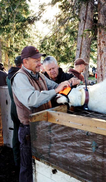 Goat Transplant