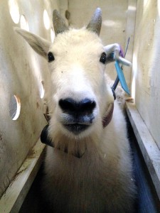 Goat Transplant