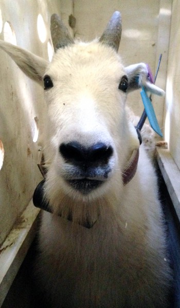 Goat Transplant