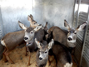 Btfl Deer Transplant SFW 7
