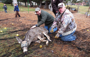 SFW Deer Transplant Best Hold