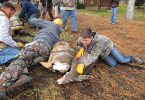 SFW Deer Transplant Trapped Held-1