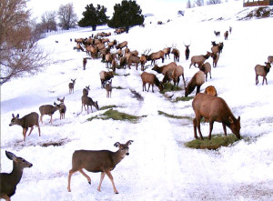 SFW Wildlife Feeding