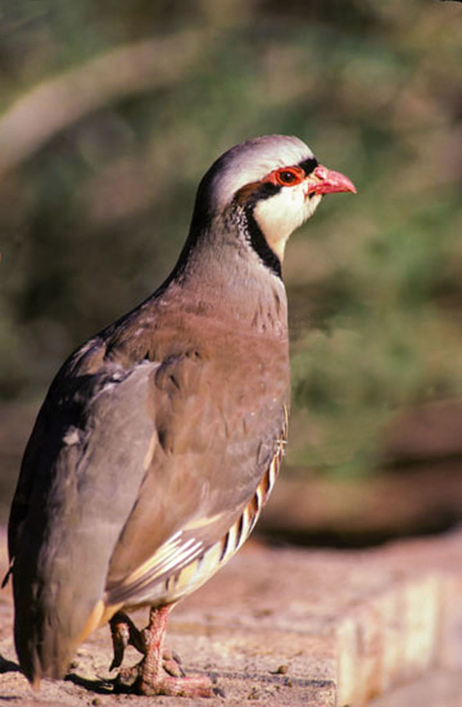 chukar