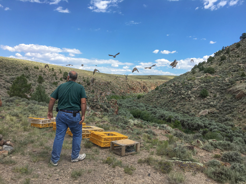 sfw-chukar-release-3